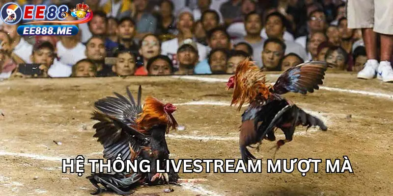 Hệ thống livestream sắc nét và mượt mà