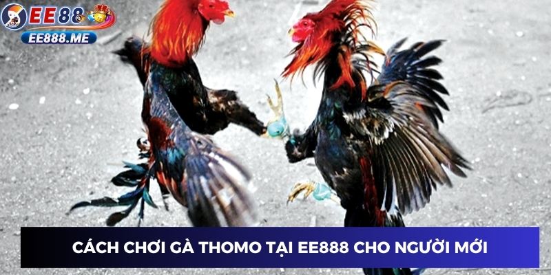 Cách chơi gà thomo tại ee88 cho người mới