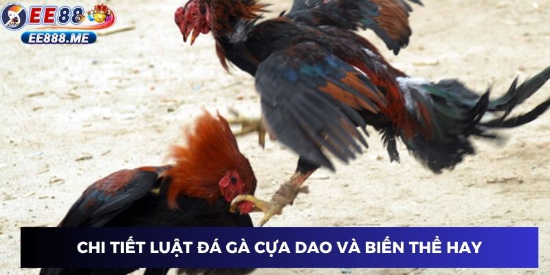 Chi tiết luật gà đá cựa dao và biến thể hay