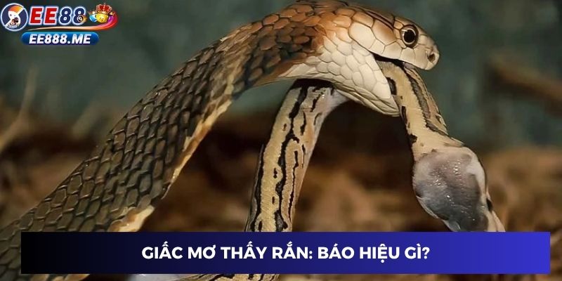 Giấc mơ thấy rắn: Báo hiệu gì?