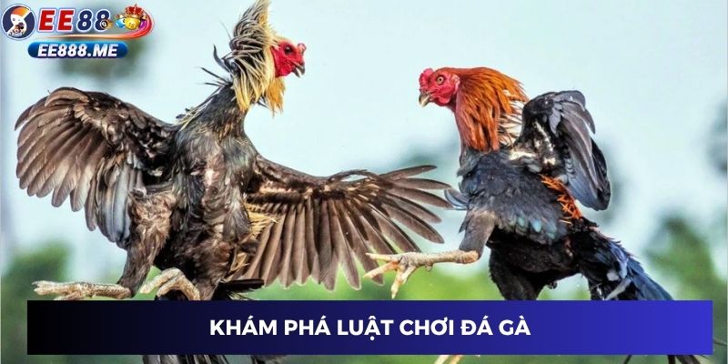 Khám phá luật chơi đá gà