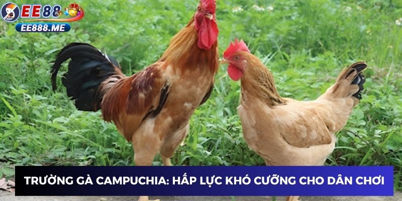 Trường gà Campuchia: Hấp lực khó cưỡng cho dân chơi