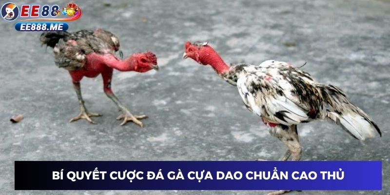 Bí quyết cược gà đá cựa dao chuẩn cao thủ