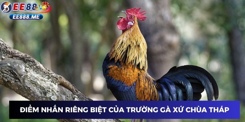 Điểm nhấn riêng biệt của trường gà xứ chùa Tháp
