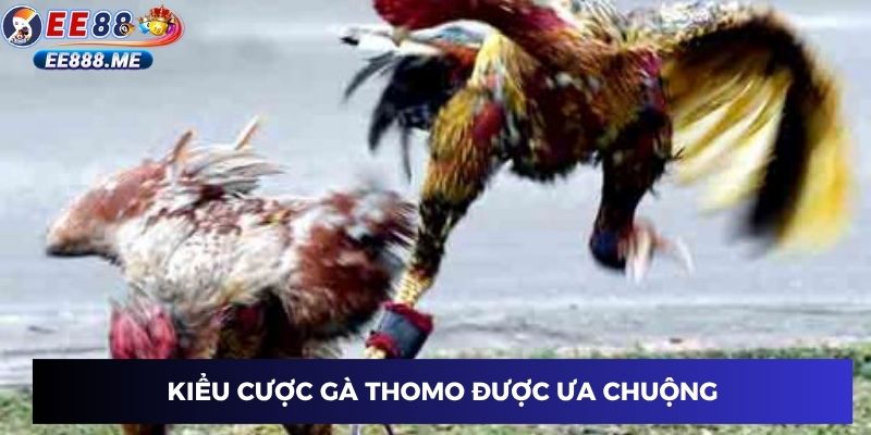 Kiểu cược gà thomo được ưa chuộng