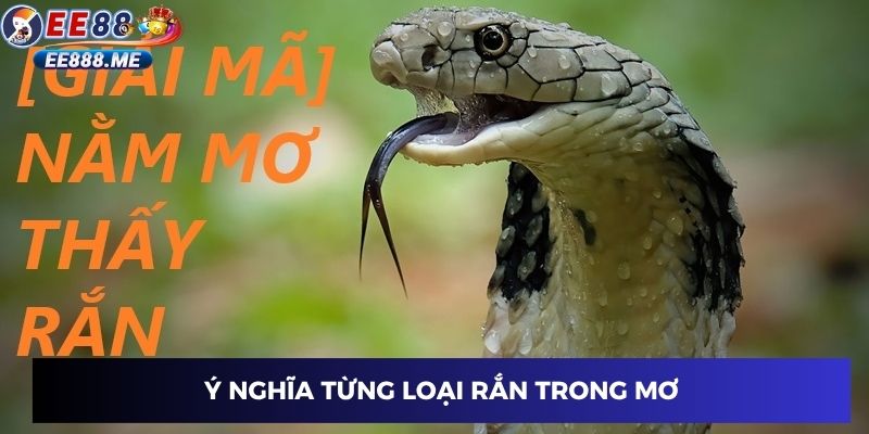 Ý nghĩa từng loại rắn trong mơ