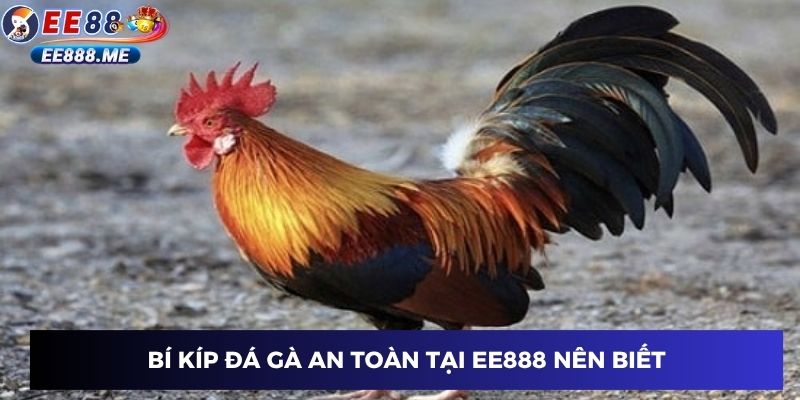 Bí kíp đá gà an toàn tại ee88 nên biết
