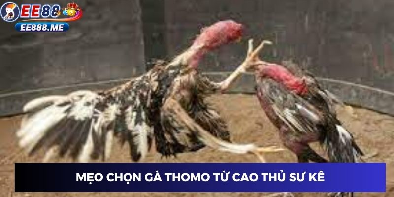 Mẹo chọn gà thomo từ cao thủ sư kê