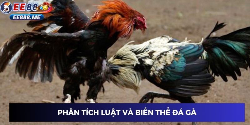 Phân tích luật và biến thể đá gà
