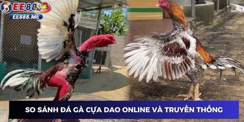 So sánh gà đá cựa dao online và truyền thống