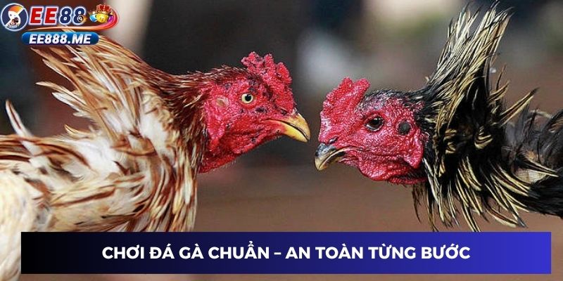 Chơi đá gà chuẩn – an toàn từng bước