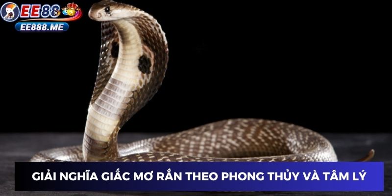 Giải nghĩa giấc mơ rắn theo phong thủy và tâm lý