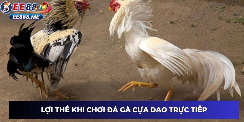 Lợi thế khi chơi gà đá cựa dao trực tiếp