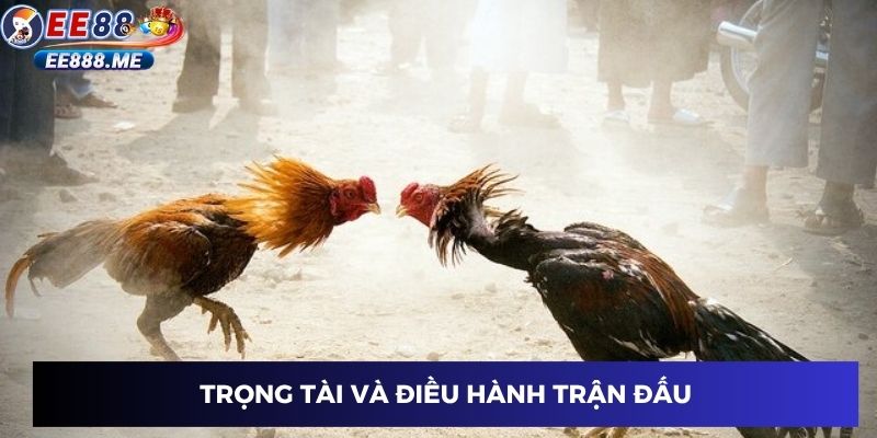Giám sát và điều phối sân cỏ