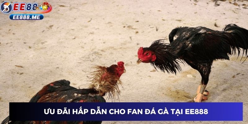 Ưu đãi hấp dẫn cho fan đá gà tại ee88